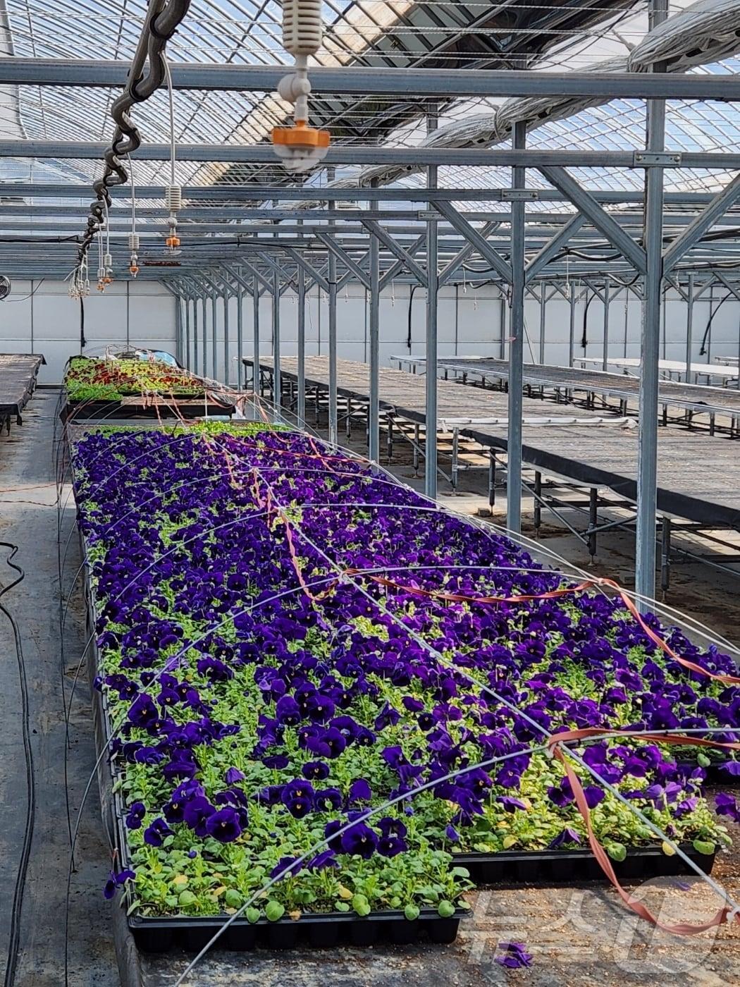 본문 이미지 - 강원 정선군의 꽃묘 생산 자료 사진. (정선군 제공. 재판매 및 DB금지) 2025.4.1/뉴스1