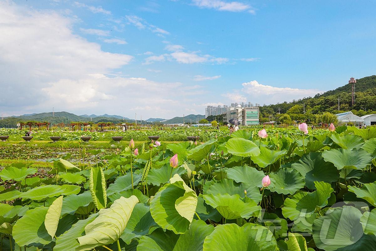 본문 이미지 - 연꽃테마파크.(시흥시 제공)