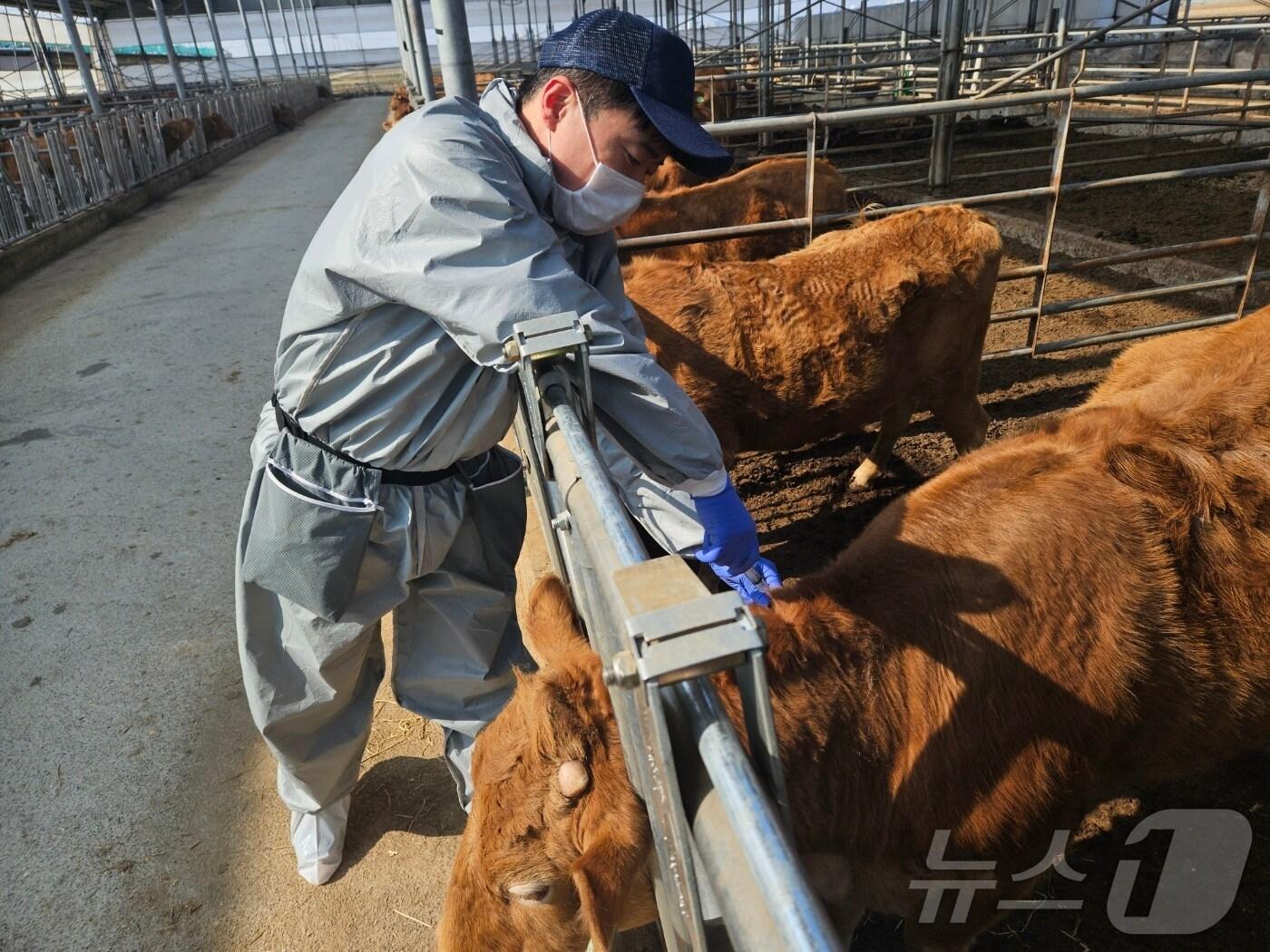 본문 이미지 - 충북 구제역 예방 접종&#40;충북도 제공. 재판매 및 DB금지&#41;