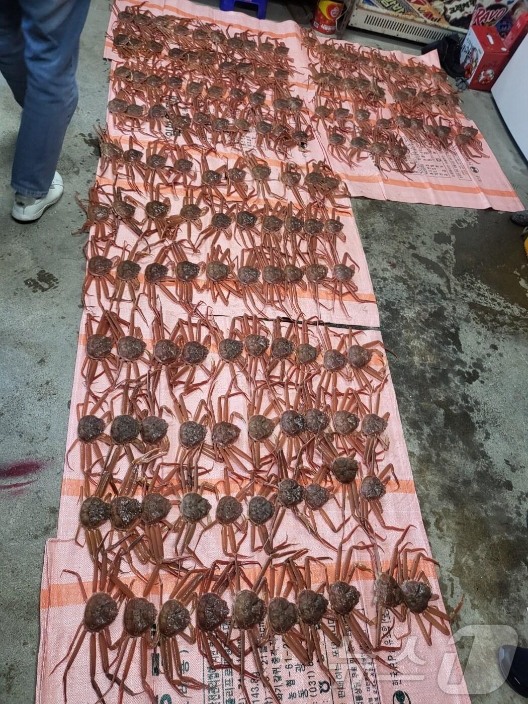 본문 이미지 - 압수된 체장미달 대게.(동해해경 제공, 재판매 및 DB 금지) 2025.4.1/뉴스1