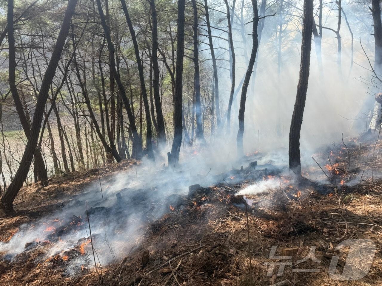 본문 이미지 - 고성 산불 현장.(산림청 제공. 재판매 및 DB금지.)