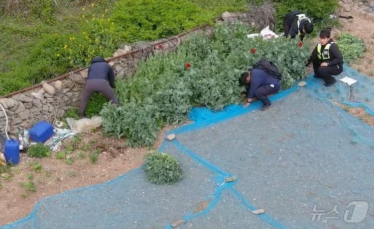 본문 이미지 - 전남 여수해양경찰서가 1일 어촌과 섬 지역 등에서 마약류를 재배하는 불법 행위에 대해 집중 단속을 벌이고 있다.(여수해경 제공. 재판매 및 DB 금지)