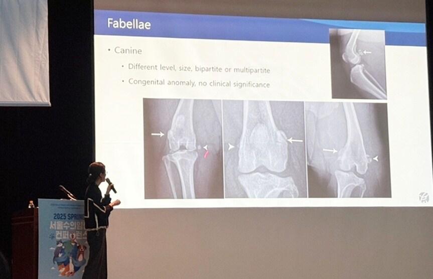 본문 이미지 - 최미현 본동물의료센터 영상의학과 원장이 지난달 29일, 서울 세종대학교 광개토관에서 열린 서울시수의사회 주최 '2025 춘계 서울수의임상컨퍼런스'에서 근골격계 방사선 평가를 주제로 강연을 펼치고 있다. (본동물의료센터 제공) ⓒ 뉴스1