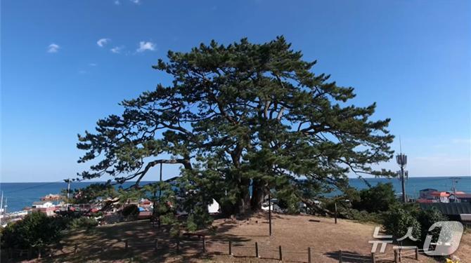 본문 이미지 - 부산시 기장군 죽성리에 있는 '곰솔'(부산시청 제공. 재판매 및 DB 금지)