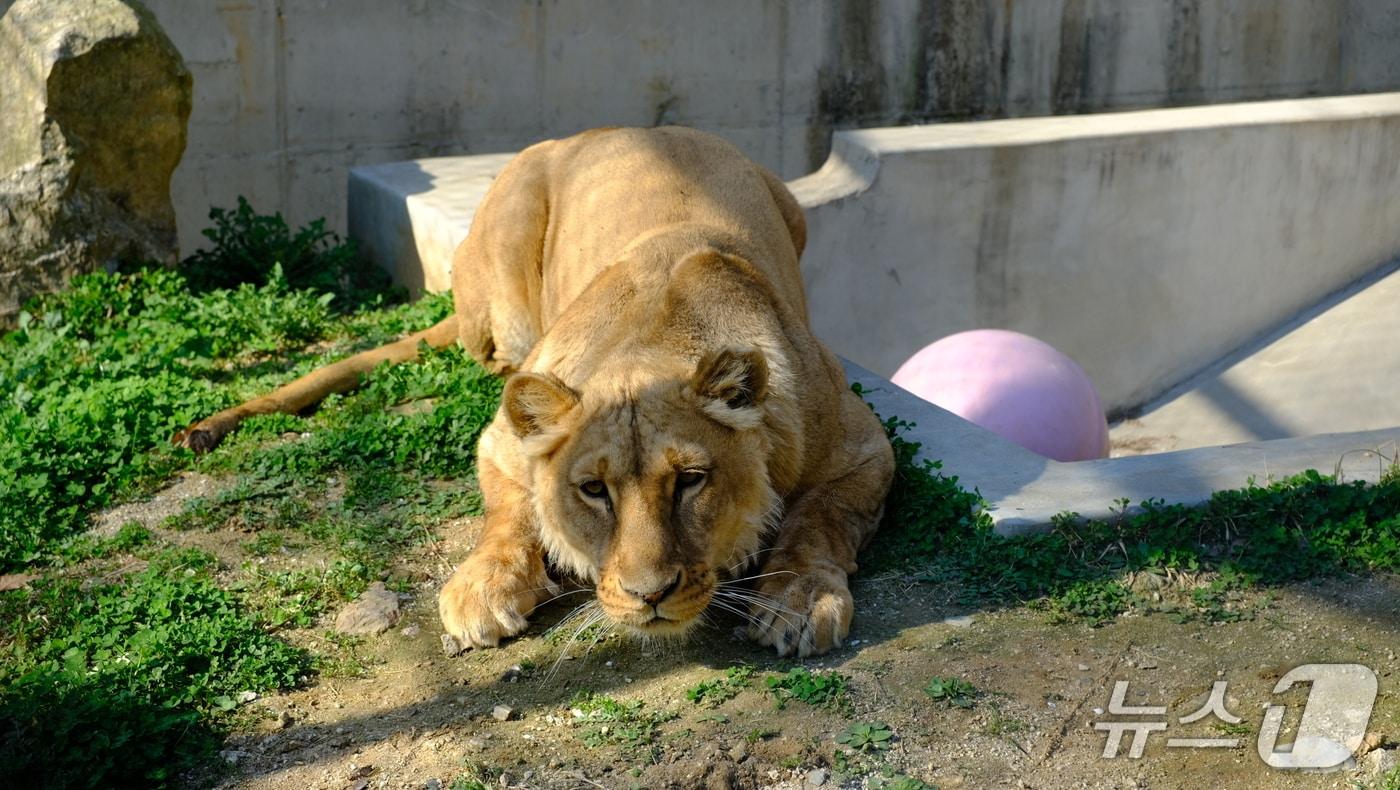  회복한 구름이(청주시 제공. 재판매 및 DB금지)