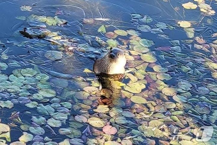 본문 이미지 -  충북 충주시민의 도심 속 휴식 장소인 호암지에 수달이 돌아왔다. 제방공사 후 4년 만이다. 사진은 제방공사 전 수달.(독자 제공. 재판매 및 DB금지)/뉴스1