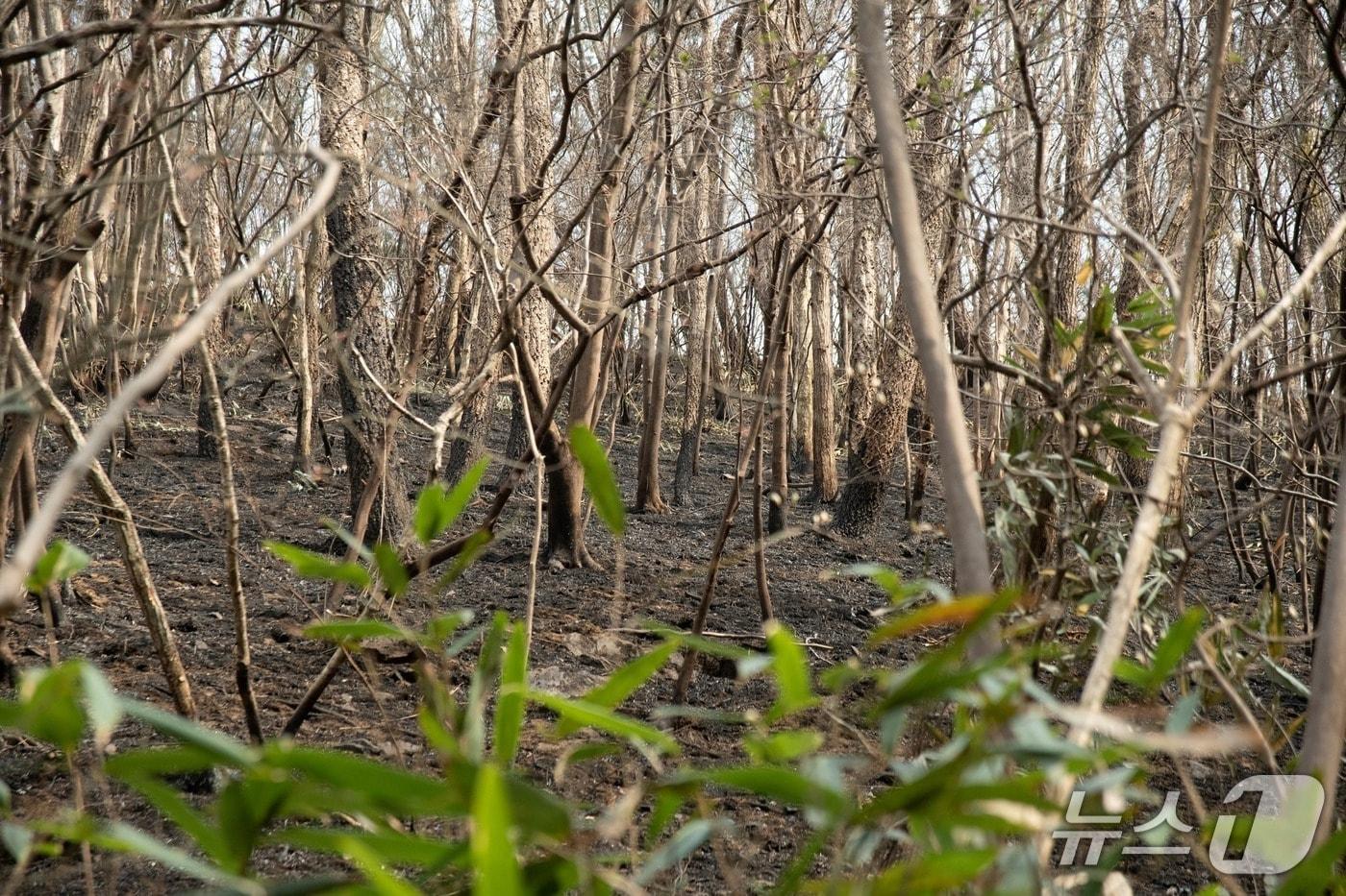 지난 4일 경남 환경단체가 찾은 산청군 지리산국립공원 내 산불 피해 현장. 활엽수림대는 수관화 현상이 일어나지 않아 나무 하층만 불에 타 있다.&#40;지리산사람들 제공. 재판매 및 DB금지&#41;