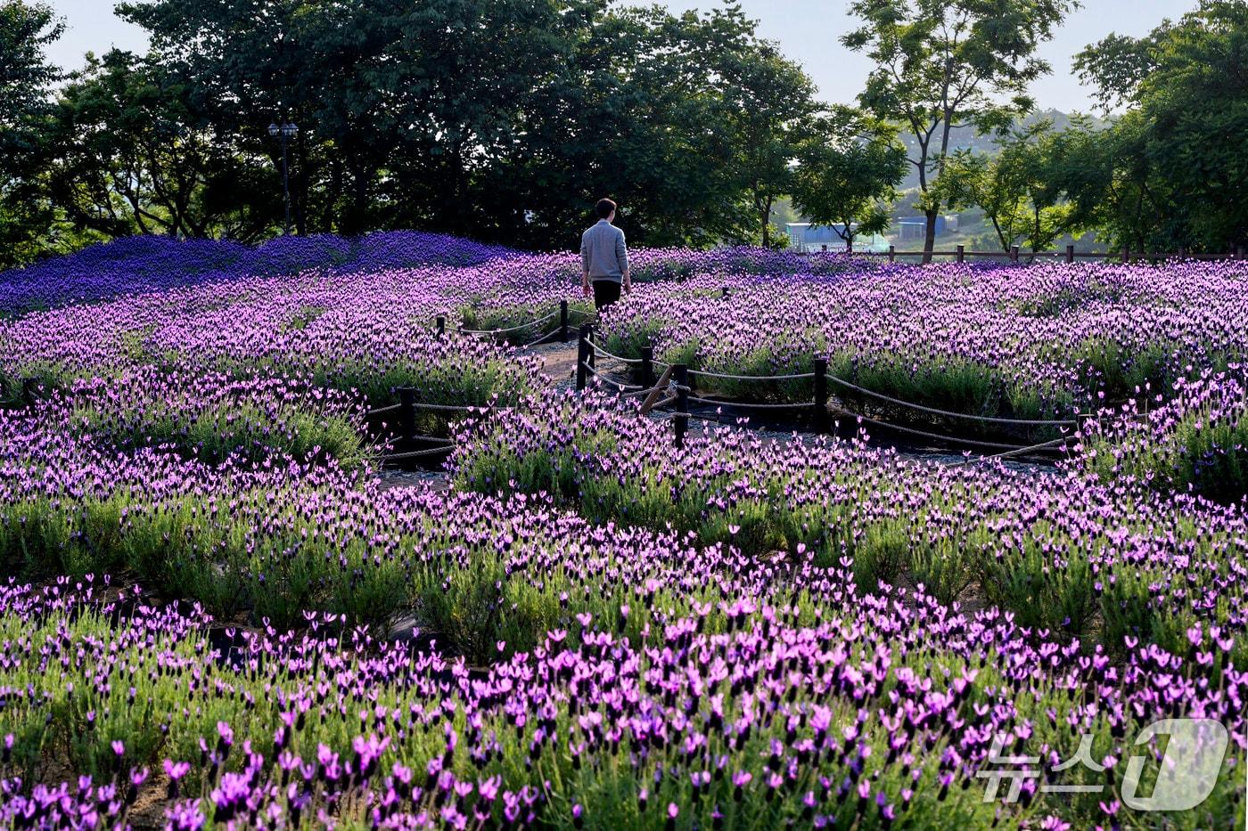 본문 이미지 - 울산 남구가 3억 5000만원을 투입해 장생포오색수국정원 라벤더 뜰을 확장할 계획이라고 10일 밝혔다.(울산 남구 제공. 재판매 및 DB 금지)/뉴스1