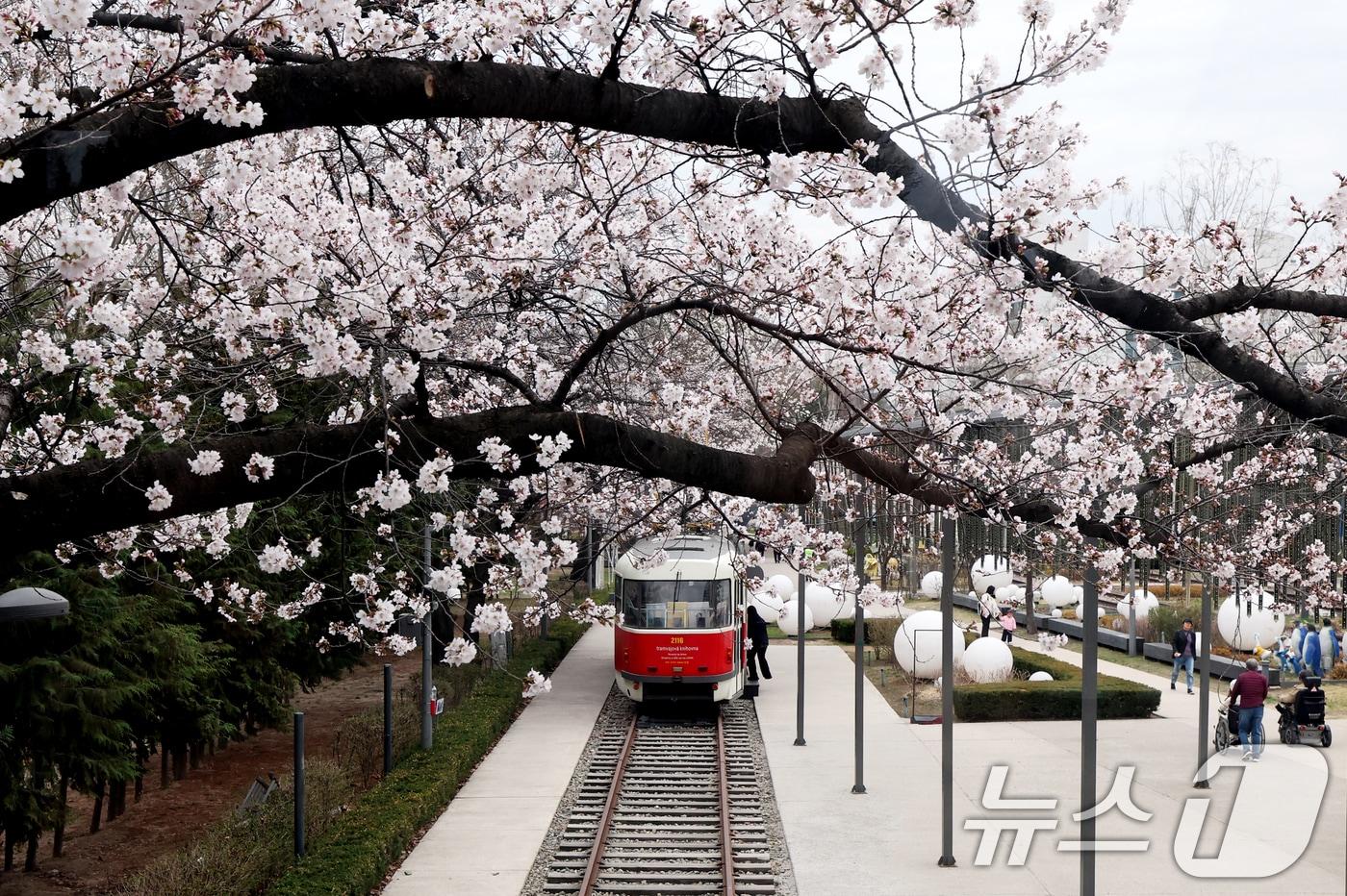 벚꽃이 활짝 핀 10일 오후 서울 노원구 화랑대철도공원에서 시민들이 봄을 즐기고 있다. (노원구 제공. 재판매 및 DB 금지) 2025.4.10/뉴스1