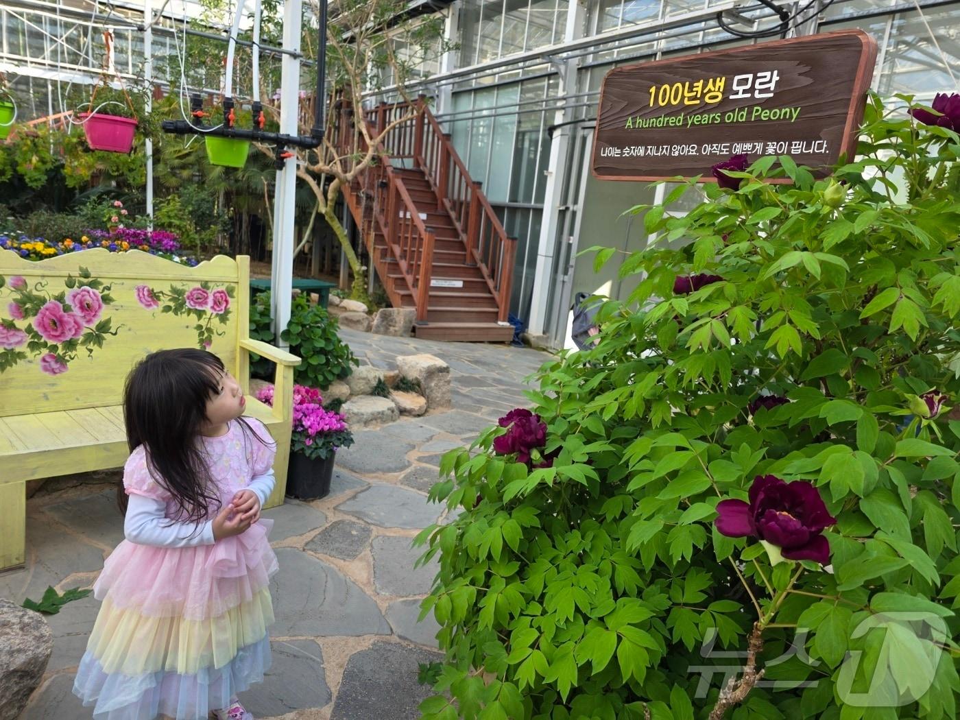 본문 이미지 - 전남 강진 세계모란공원 유리온실 내 100년생 모란이 11일 꽃을 피우기 시작했다.(강진군 제공, 재배포 및 DB 금지) /뉴스1