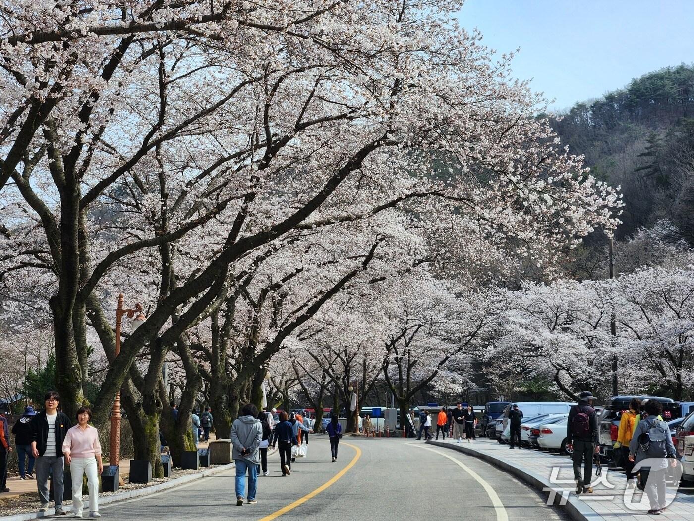 본문 이미지 - 11일 현재 전북자치도 진안군 마이산 남부 지역의 벚꽃 개화율은 30% 수준으로 오는 15일께 만개할 것으로 예상된다. 사진은 지난해 벚꽃.(진안군제공. 재판매 및 DB금지)2025.4.11/뉴스1