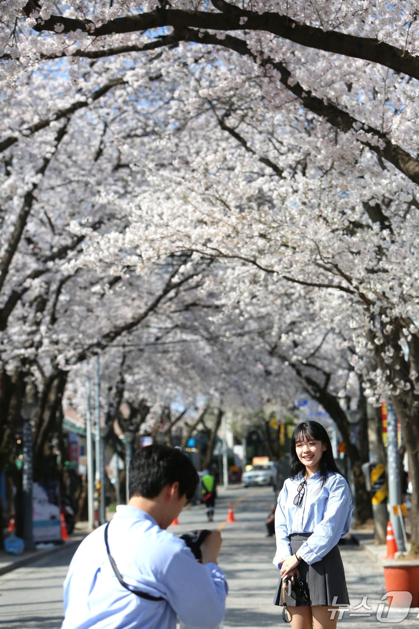 본문 이미지 - 서울에서 온 연인이 9일 제천시 청풍면 물태리 청풍 벚꽃축제에서 사진 촬영을 하고 있다. .2025.4.11./뉴스1 ⓒ News1 손도언 기자