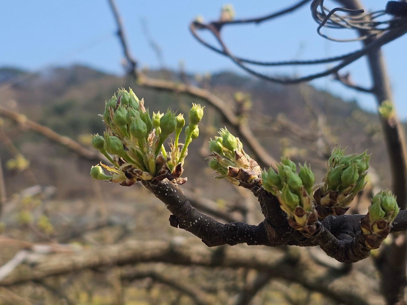 본문 이미지 - 저온 피해 입은 과수 자료 사진 (재판매 및 DB금지)