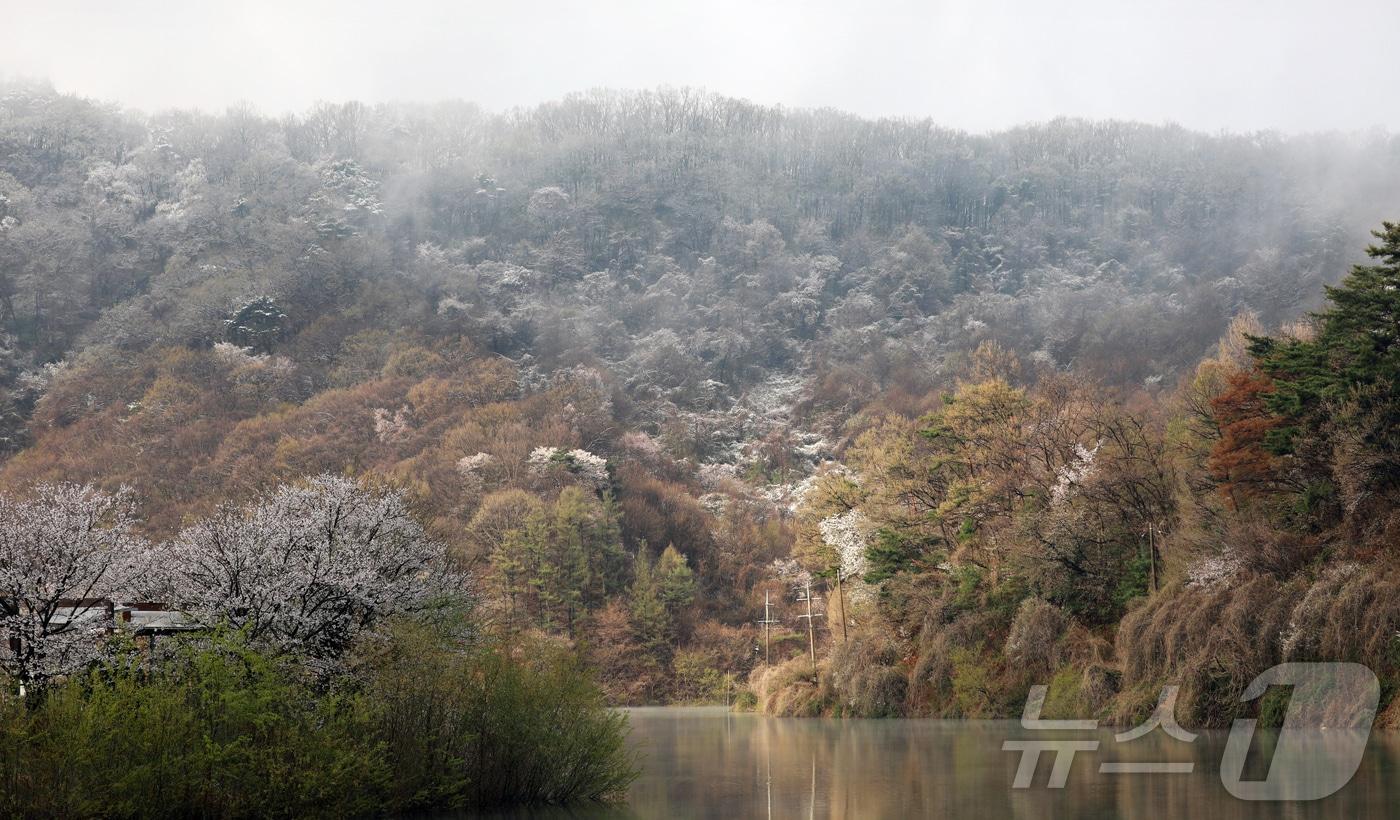 13일 오전 충북 청주시 상당구 미원면 한 야산에 눈이 내려 있다. 2025.4.13/뉴스1 ⓒ News1 김용빈 기자