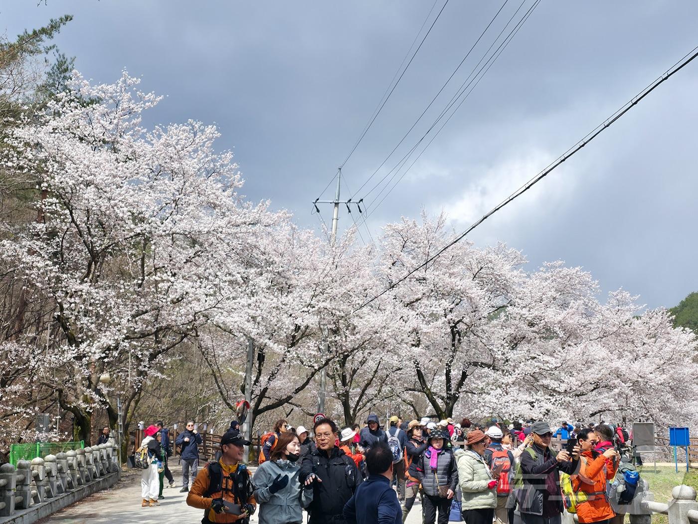 본문 이미지 - 13일 전북자치도 진안군에 소재한 마이산에 벚꽃이 만개한 가운데 주말 벚꽃을 즐기이 위한 상춘객들로 길이 가득 찼다.(진안군제공. 재판매 및 DB금지)2025.4.13/뉴스1 
