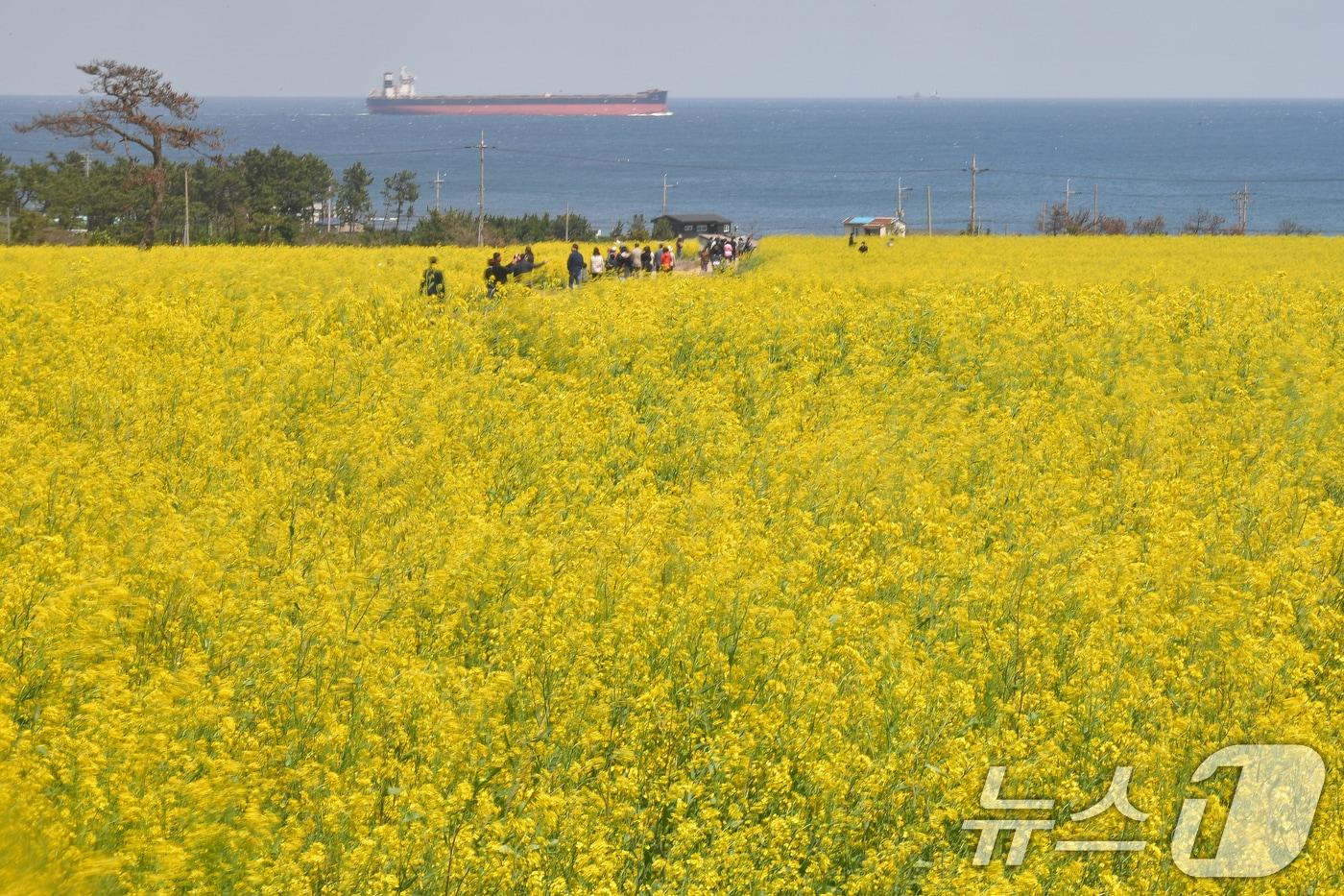 본문 이미지 - 지난해 4월13일 경북 포항시 남구 호미곶 유채밭에서 관광객들이 노랗게 물든 꽃길을 걸으며 봄을 즐기고 있다. (누스1 자료, 재판매 및 DB금지) 2026.3.19/ ⓒ 뉴스1 최창호 기자