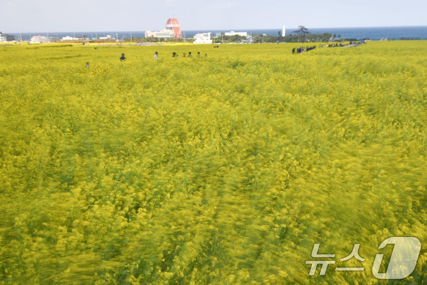 본문 이미지 - 경북 포항시 남구 호미곶면에 있는 유채밭에서 관광객들이 바람에 흔날리는 유채꽃 사이로 걸어가고 있다. /뉴스1 ⓒ News1 최창호 기자