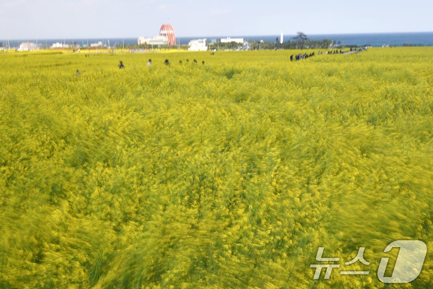 13일 오후 경북 포항시 남구 호미곶면에 있는 유채밭에서 관광객들이 바람에 흔날리는 유채꽃 사이로 걸어가고 있다. 2025.4.13/뉴스1 ⓒ News1 최창호 기자