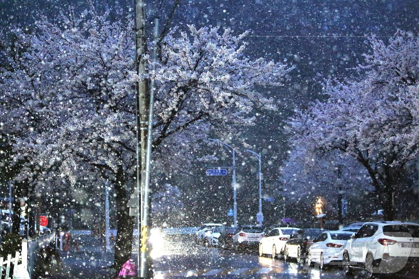 13일 오후 충북 제천에서 만개한 벚꽃 위로 폭설이 내려 이색 풍경을 연출하고 있다. 2025.4.13/뉴스1 ⓒ News1 손도언 기자