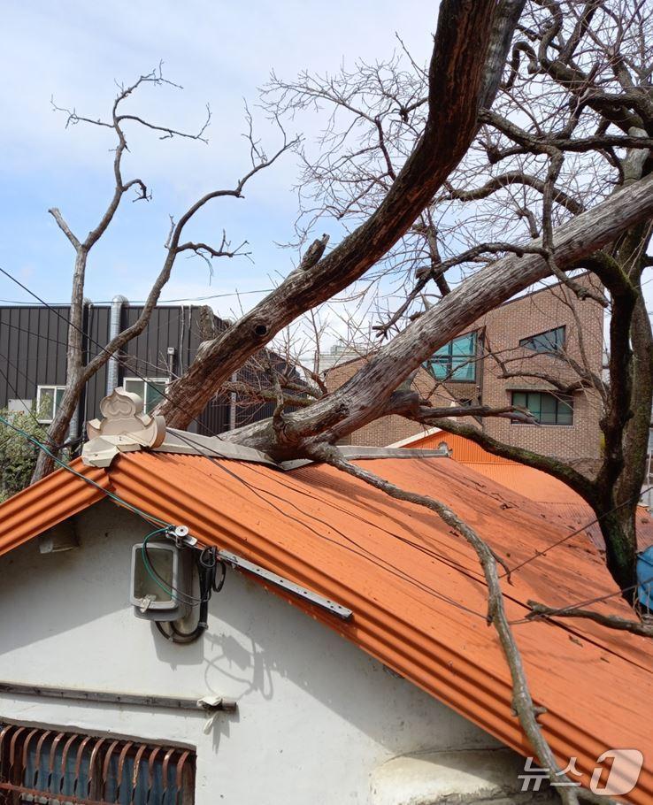 본문 이미지 - 나무 쓰러짐(인천소방본부 제공.재판매 및 DB금지)