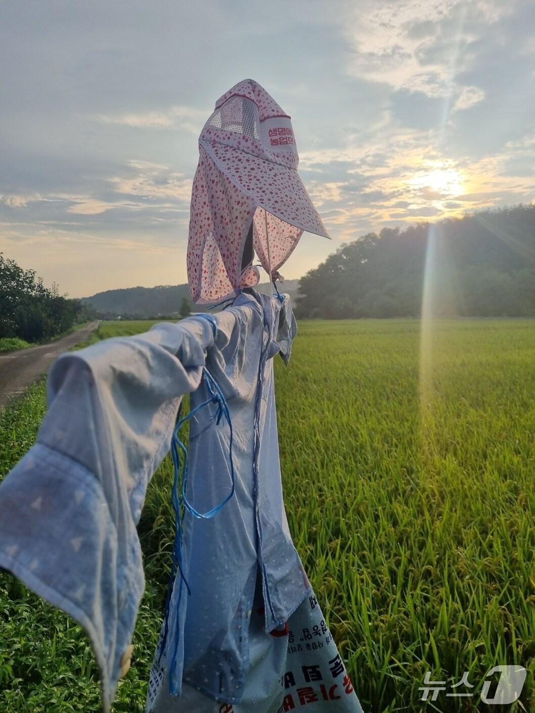 본문 이미지 - 강원 강릉시 구정면 논.&#40;뉴스1 DB&#41;