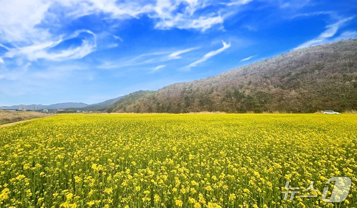 본문 이미지 - 보령 웅천읍 일대 조성된 유채꽃. (보령시 제공, 재판매 및 DB금지) /뉴스1