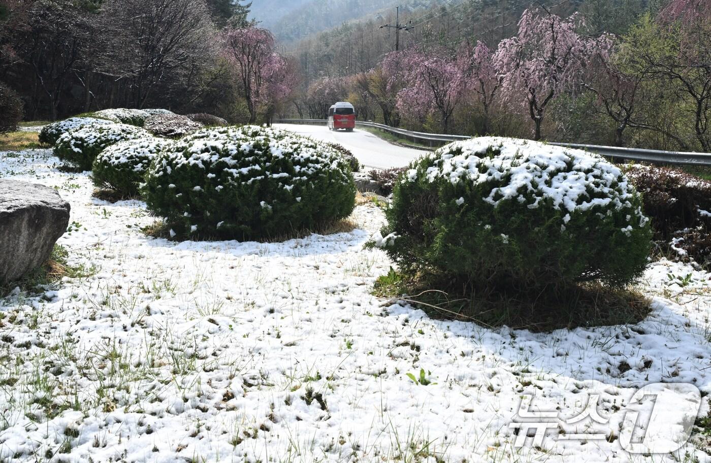 14일 남덕유산 자락인 경남 거창군 북상면 월성계곡 능수벚꽃길에 밤사이 눈이 내려 봄과 겨울이 공존하고 있다. (거창군 제공. 재판매 및 DB 금지) 2025.4.14/뉴스1