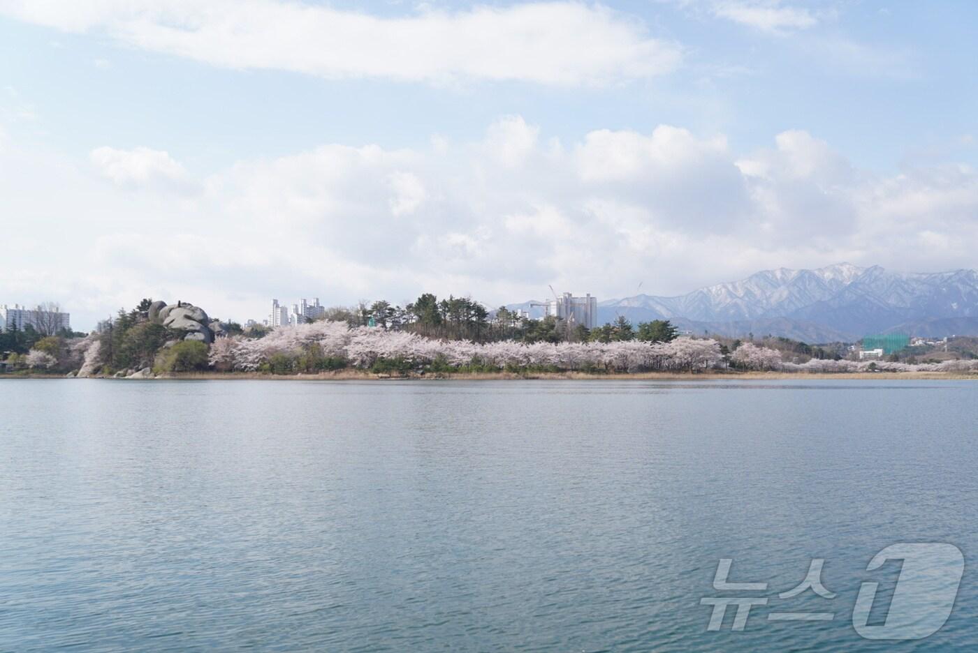 본문 이미지 - 14일 강원 속초지역 대표 벚꽃 명소인 영랑호 일대에 핀 벚꽃 뒤로 설악산에 전날 내린 눈이 쌓여 있어 이색적인 풍경을 자아내고 있다.(속초시 제공, 재판매 및 DB 금지) 2025.4.14/뉴스1 ⓒ News1 윤왕근 기자