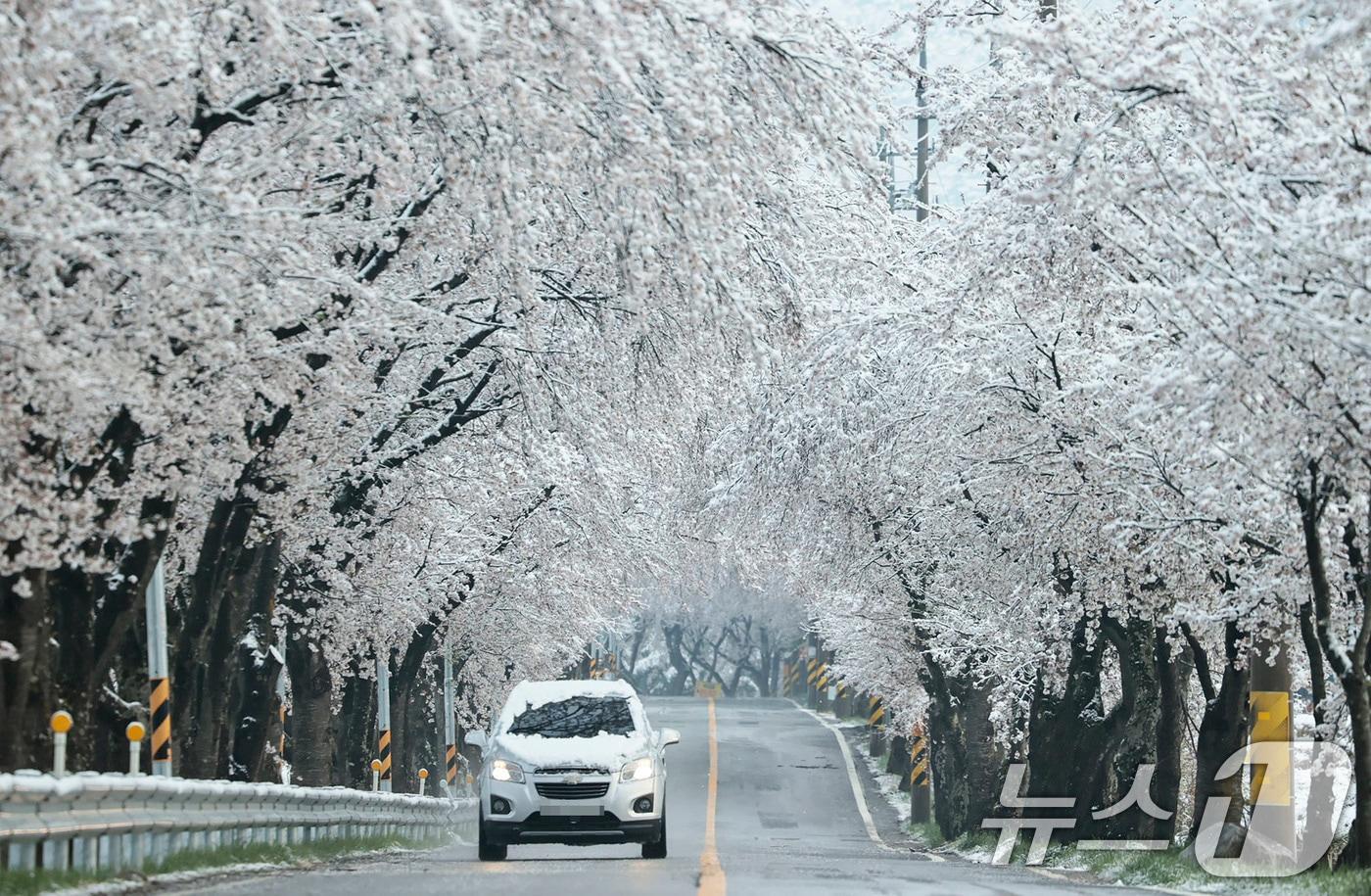 14일 경남 함양군 백전면 50리 왕벚꽃터널에서 밤새 내린 눈이 하얗게 쌓여있다. (함양군 제공. 재판매 및 DB 금지) 2025.4.14/뉴스1