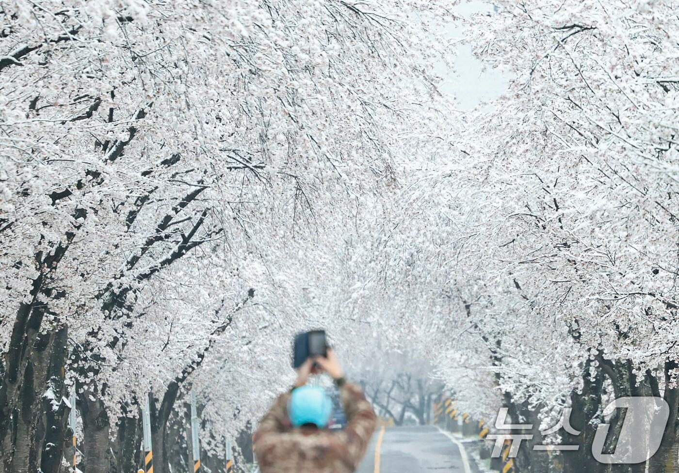 14일 경남 함양군 백전면 50리 왕벚꽃터널에서 밤새 내린 눈이 하얗게 쌓여있다. (함양군 제공. 재판매 및 DB 금지) 2025.4.14/뉴스1