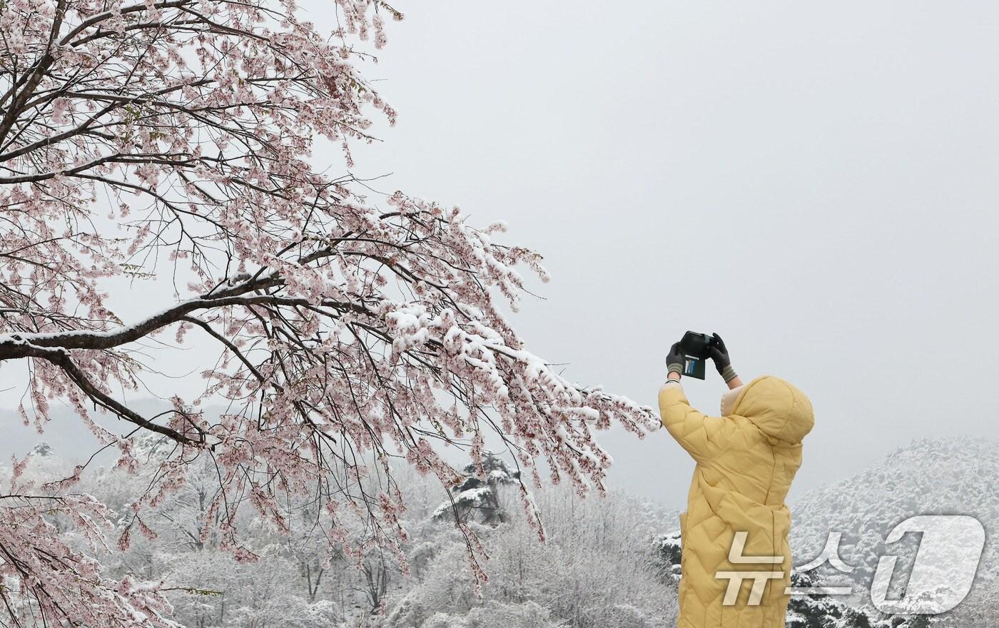 14일 경남 함양군 백전면 한 벚꽃나무에 밤새 내린 눈이 하얗게 쌓여있다. (함양군 제공. 재판매 및 DB 금지) 2025.4.14/뉴스1
