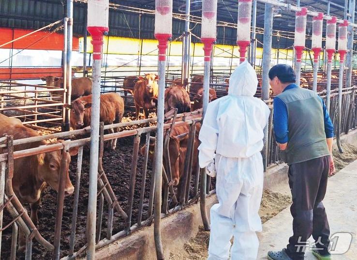 본문 이미지 - 광주시 구제역 백신 항체 검사.&#40;광주시 제공. 재판매 및 DB 금지&#41; 