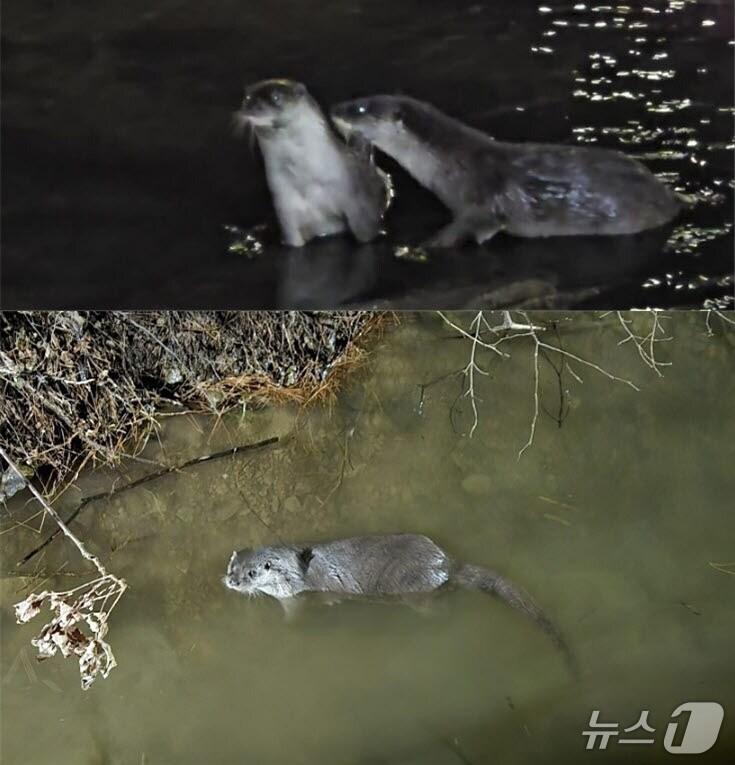 본문 이미지 - 부산 기장군 좌광천 일원서 발견된 수달(기장군청 제공. 재판매 및 DB 금지)