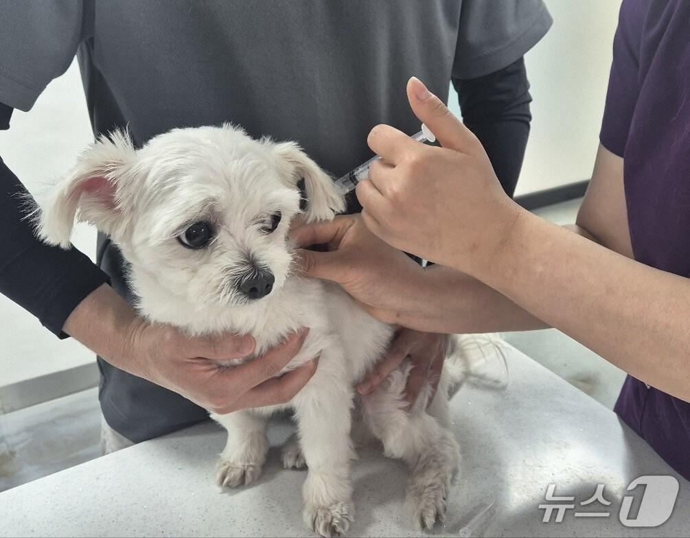 본문 이미지 -  예방접종 사진.(서울시 제공)