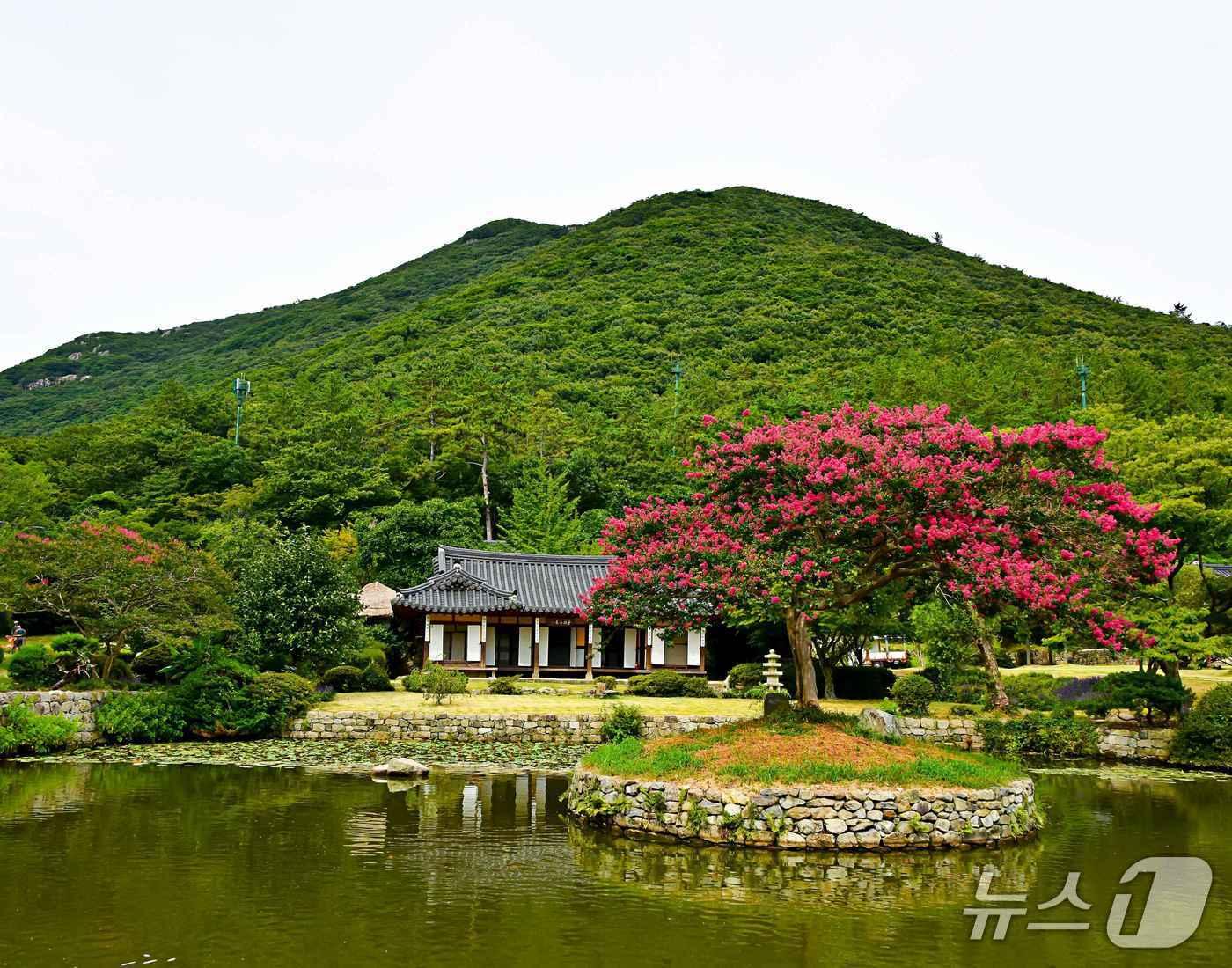본문 이미지 - 진도 운림산방 배롱나무.(전남도 제공. 재판매 및 DB금지) 2025.4.15/뉴스1