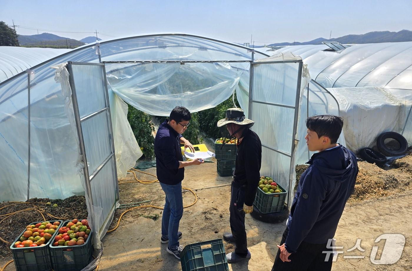 대구 달성군 농업기술센터 직원이 토마토 재배농가를 방문해 방제 약제를 공급하고 지도를 하고 있다.(대구 달성군 제공. 재판매 및 DB 금지)