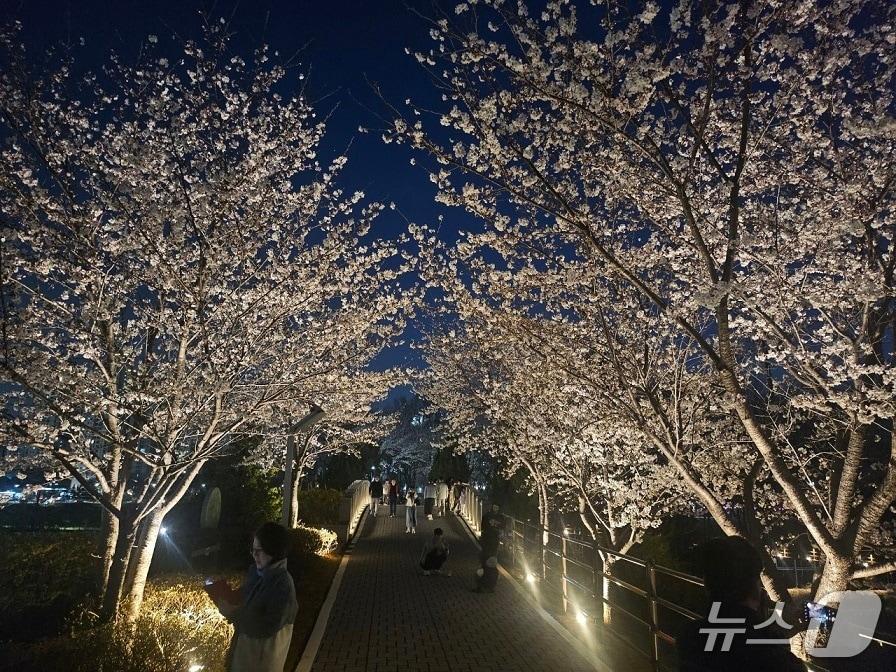 본문 이미지 - 최근 새단장한 파주 운정호수공원내 벝꽃길. (파주시 제공, 재판매 및 DB금지)