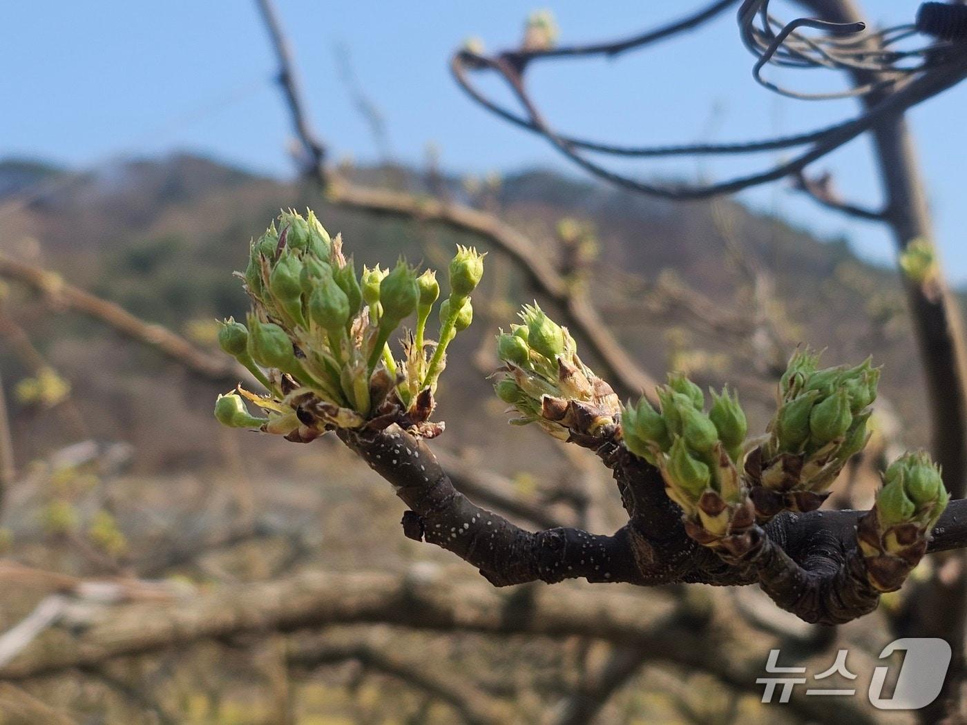 본문 이미지 - 저온 피해 입은 과수/뉴스1 