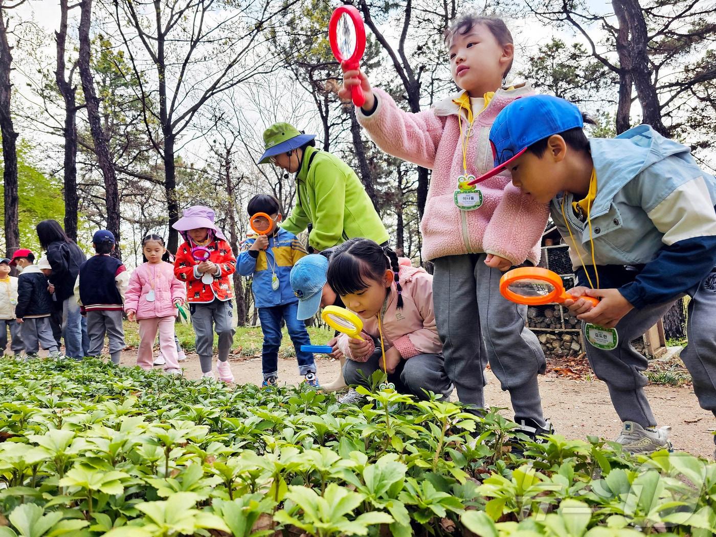 본문 이미지 -  숲체험 프로그램에 참가한 아이들이 생태체험 활동하고 있다.(자료사진) ⓒ News1 박지현 기자