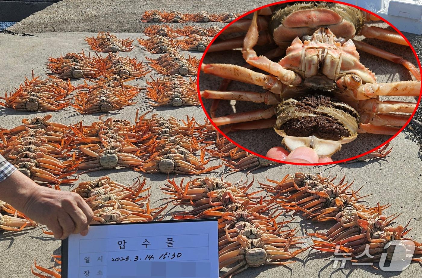 경북 포항해양경찰서는 연중 포획 및 판매가 금지된 암컷 대게를 포획해 시중에 유통하려던 베트남 국적 선원 등 12명을 검거해 이중 30대 선원 A 씨를 수산자원관리법위반으로 구속하고 나머지 선원 11명도 불구속 송치했다.  사진은 암수한 암컷 대게. &#40;포항해양경찰서제공, 제핀매 및 DB 금지&#41; 2025.4.15/뉴스1  