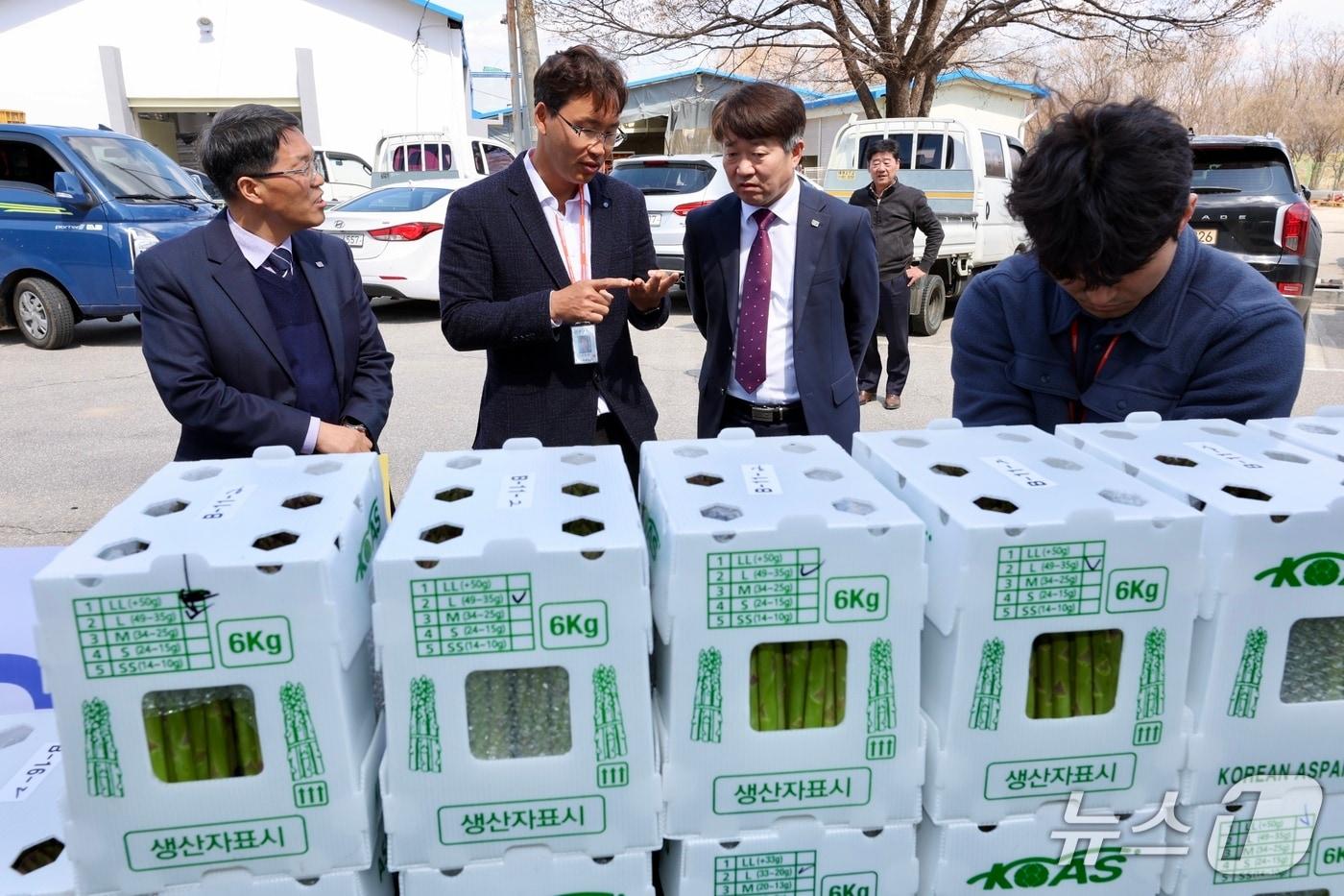 강원농업기술원, 일본 수출 아스파라거스 점검.(도농업기술원 제공, 재판매 및 DB금지)