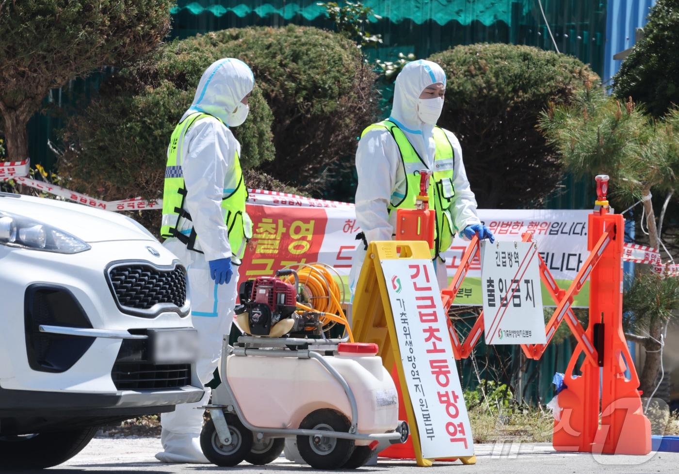 본문 이미지 - 구제역이 발생한  농장에 방역본부 초동방역팀이 출입통제와 소독을 진행하고 있다. (사진은 기사 내용과 무관함) 2025.4.15/뉴스1 ⓒ News1 김태성 기자