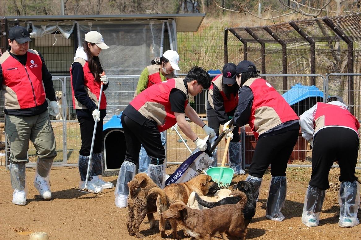 본문 이미지 - 유기견 봉사활동에 참여하고 있는 롯데호텔앤리조트 임직원들. (롯데호텔앤리조트 제공). 