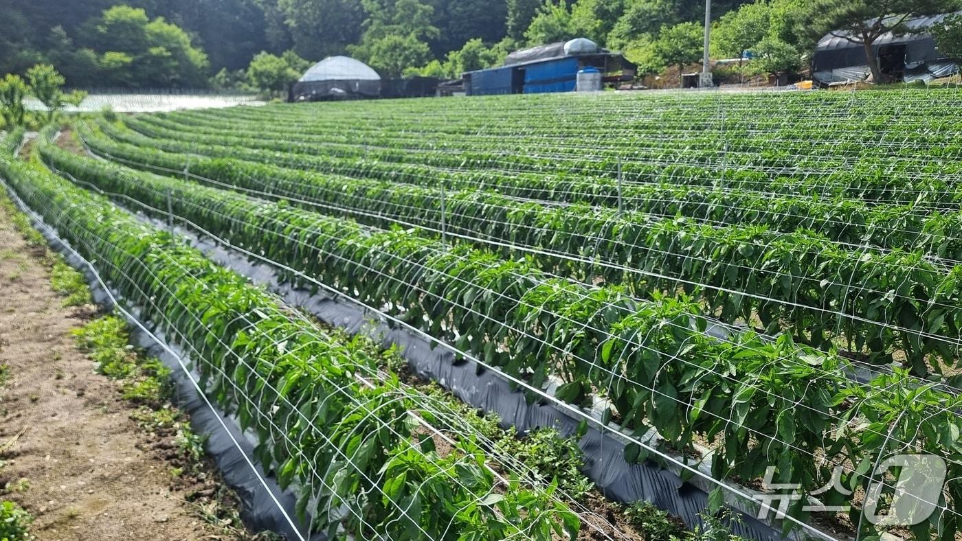 괴산 고추밭 모습/뉴스1