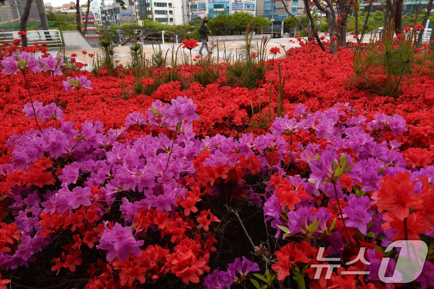 16일 오전 경북 포항시청 화단에 철쭉이 활짝 꽃망을 터뜨렸다. 2025.4.16/뉴스1 ⓒ News1 최창호 기자
