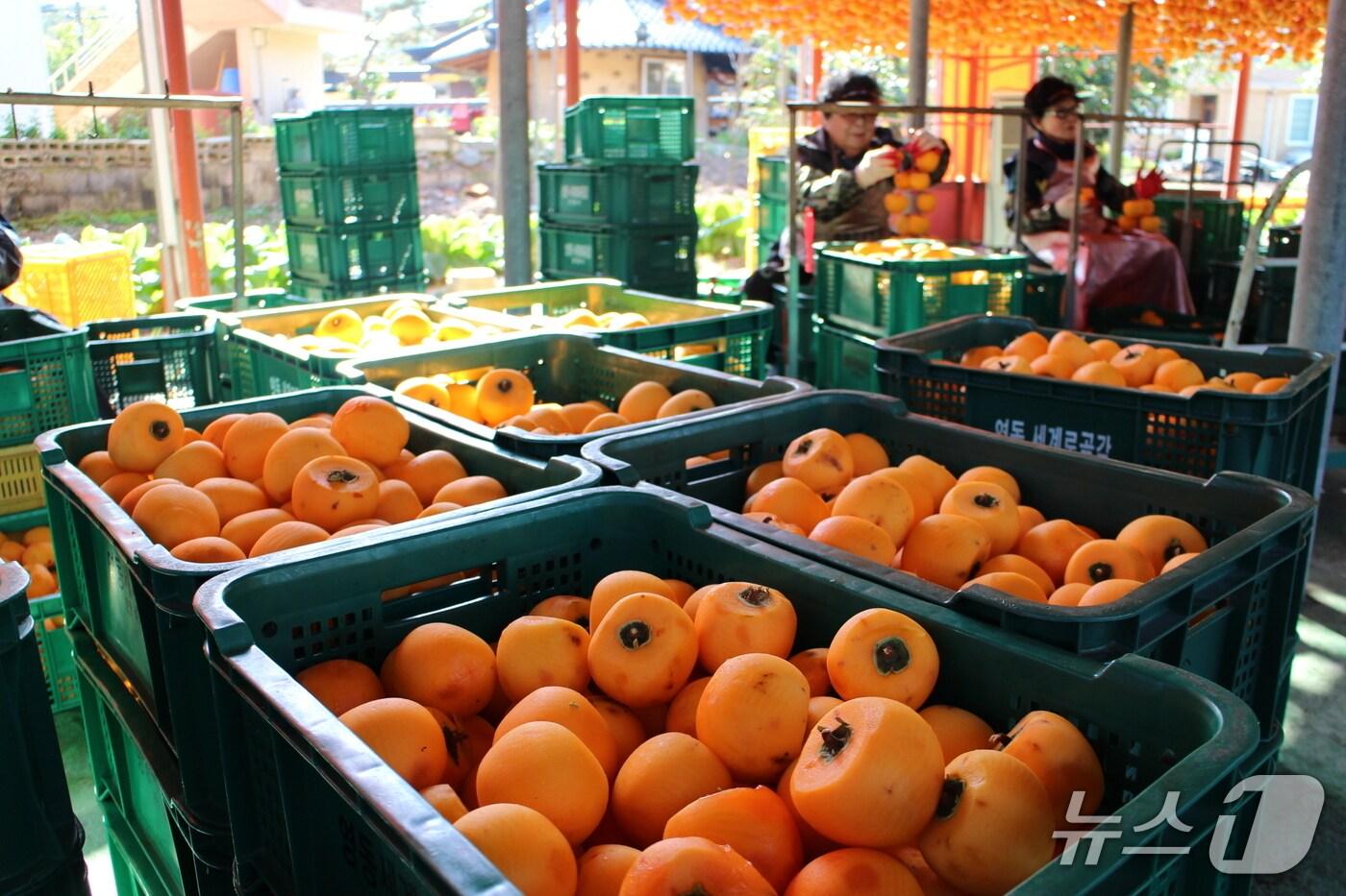 충북 영동곶감 만들기 작업 장면 &#40;영동군 제공. 재판매 및 DB금지&#41; /뉴스1 
