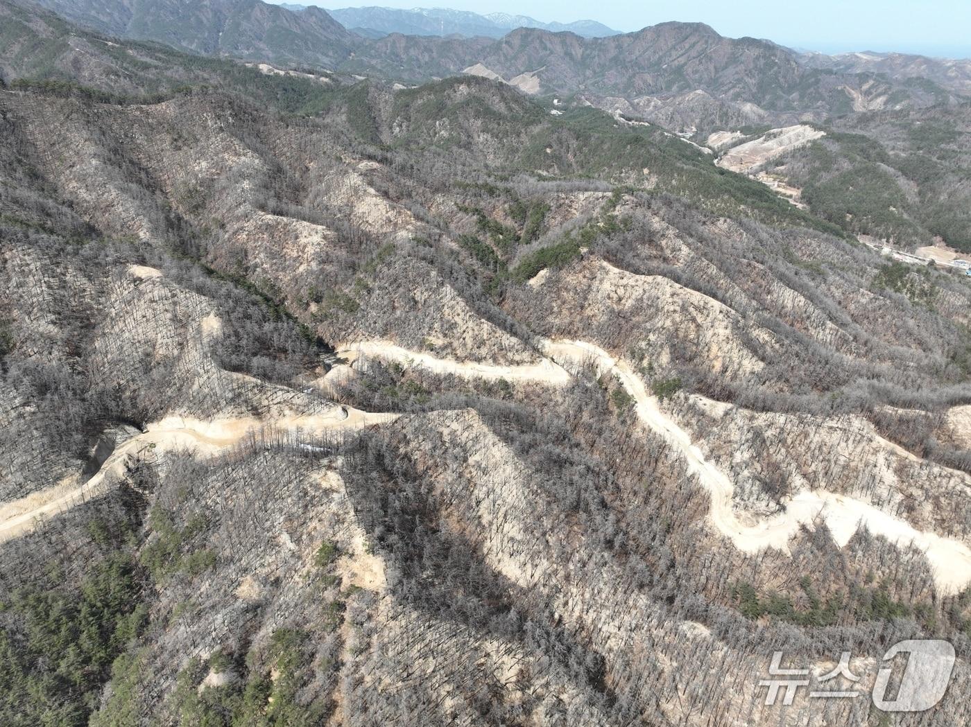 본문 이미지 - 경북 울진 산림생태복원지(한국수목원정원관리원 제공.재판매 및 DB금지) /뉴스1