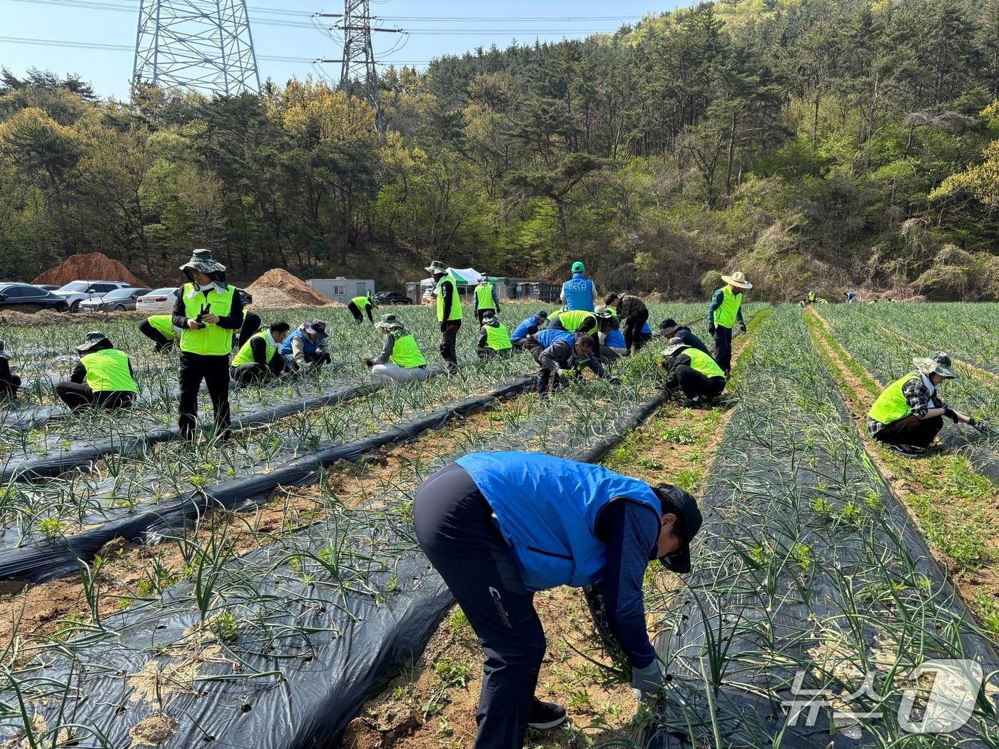 본문 이미지 - 부산환경공단은 부산농협본부 관계자들이 16일 기장군 정관읍 일대에서 농가 일손 돕기에 동참하고 있다.(공단 제공. 재판매 및 DB 금지)
