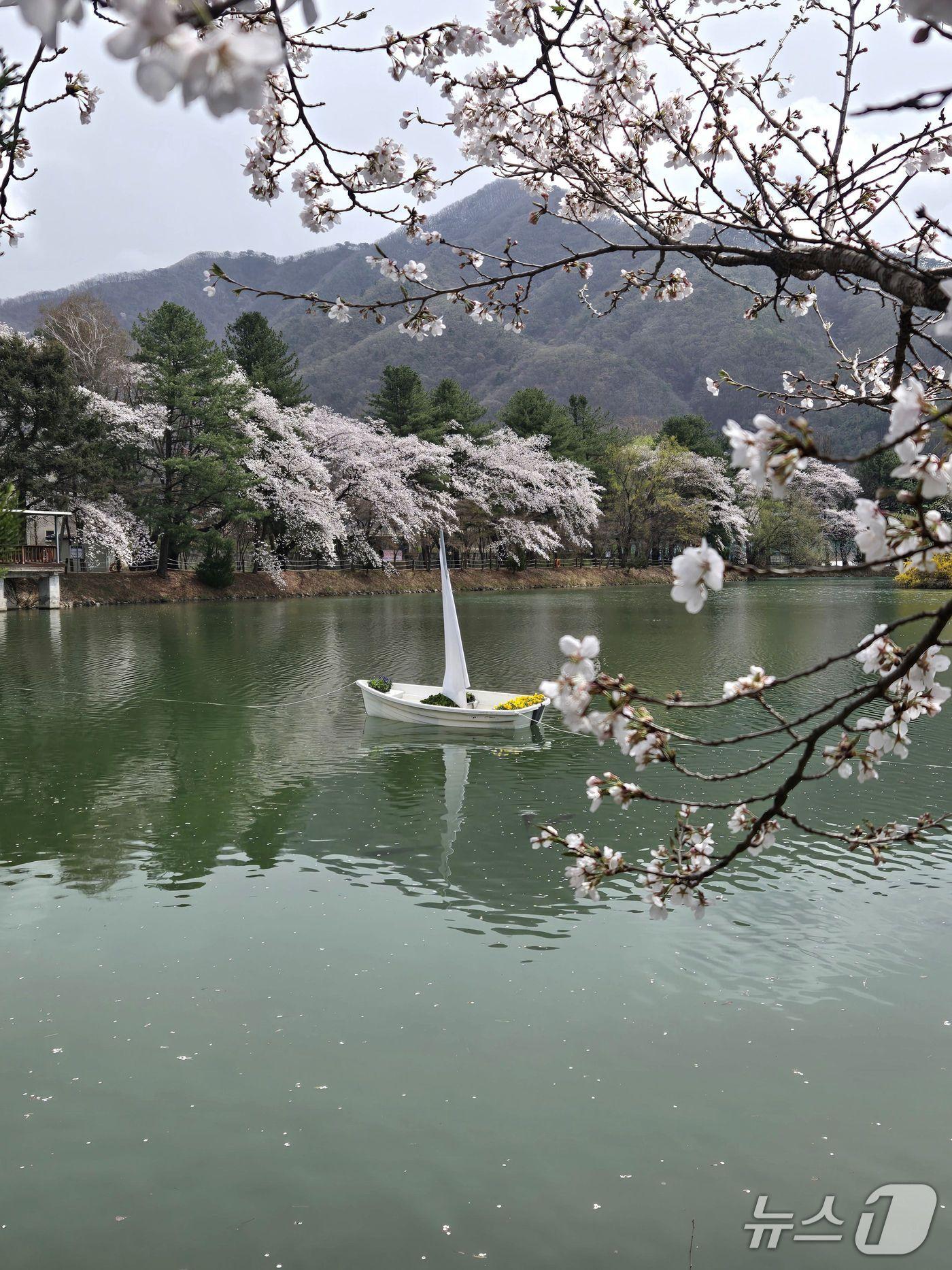 본문 이미지 -  경기 가평군 청평면 옛 중앙내수면연구소 벚꽃길(가평군 제공, 재판매 및 DB 금지)/뉴스1