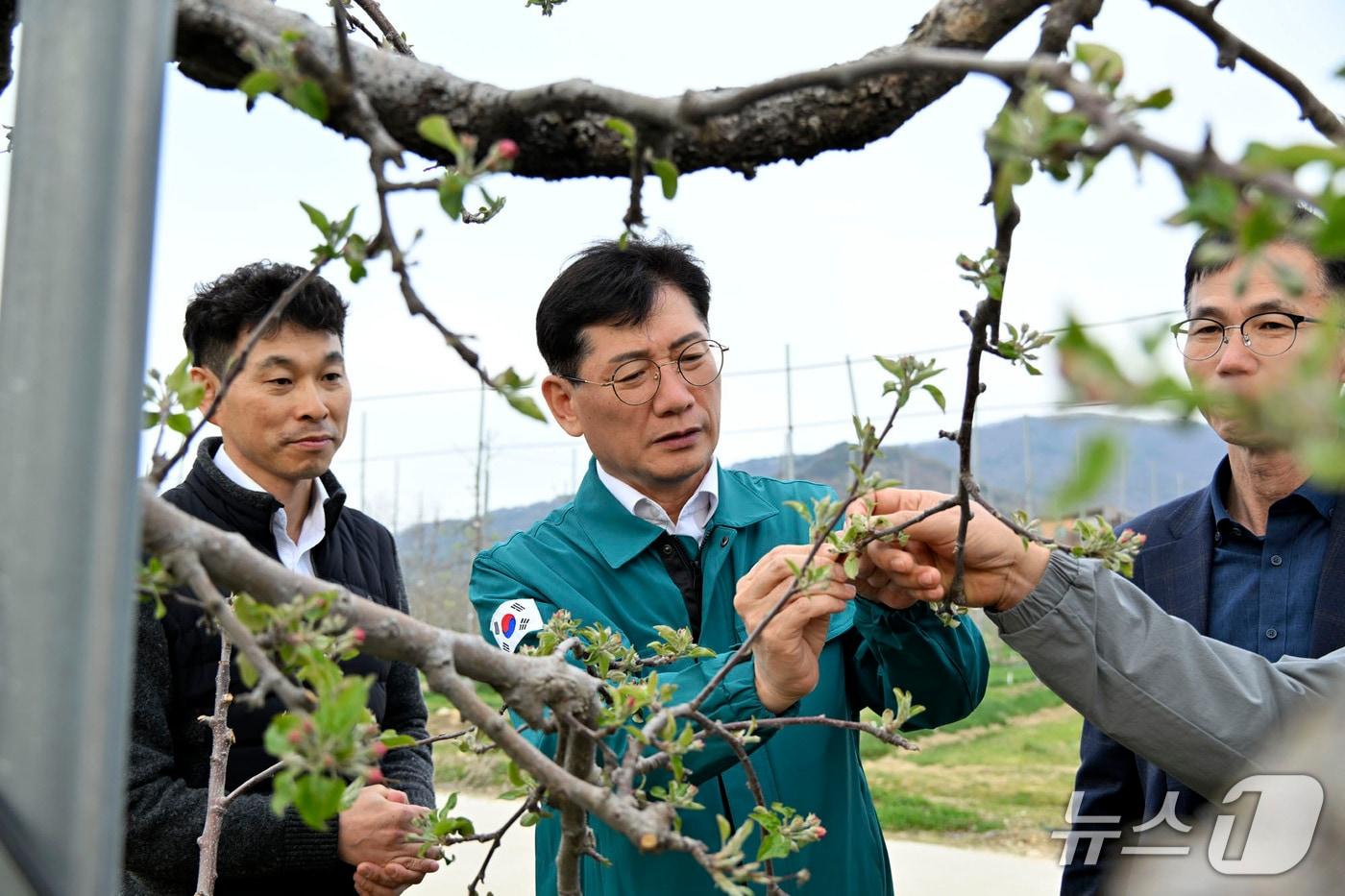 본문 이미지 - 17일 최훈식 군수는 농업기술센터 사과시험장 현장을 방문해 이상저온에 따른 꽃눈 피해 상황을 점검했다.(장수군 제공. 재판매 및 DB금지)2025.4.17/뉴스1